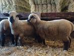 Te koop mooie Hampshire Down ooilammeren, Dieren en Toebehoren, Schapen, Geiten en Varkens, Vrouwelijk, Schaap, 0 tot 2 jaar