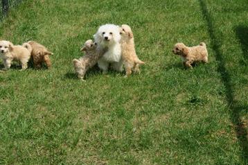 Lieve vrolijke Maltipoo pups beschikbaar voor biedingen