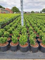 Euonymus green spire,  buxus vervanger, Tuin en Terras, Ophalen, Buxus, Haag, Minder dan 100 cm