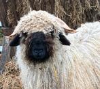 Walliser Schwarznase ram - stamboek, Dieren en Toebehoren, Schapen, Geiten en Varkens, Mannelijk, Schaap