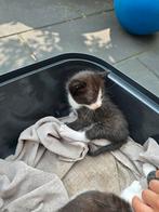 Kittens, Dieren en Toebehoren, Geslacht onbekend, Kortharig, 0 tot 2 jaar