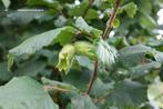 Hazelaar planten diverse grootte, Tuin en Terras, Ophalen, Overige soorten, Minder dan 100 cm
