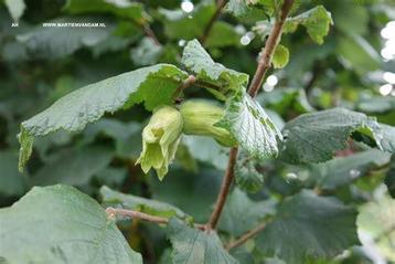 Hazelaar planten diverse grootte  beschikbaar voor biedingen