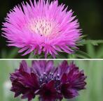 Korenbloem zaden, Verzenden, Zaad