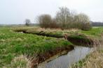 Weide gezocht en eventueel stal  omgeving Dussen/waspik, Dieren en Toebehoren, Stalling en Weidegang