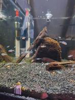 Kardinaal tetra, Dieren en Toebehoren, Vis