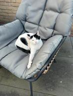 Nieuw huisje gezocht voor deze lieverd !, Dieren en Toebehoren, Katten en Kittens | Overige Katten, Poes