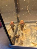 Algeneters te koop verschillende grote 15 beschikbaar, Dieren en Toebehoren, Vissen | Aquariumvissen, Vis