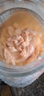 Jun scoby, Diversen, Levensmiddelen, Ophalen