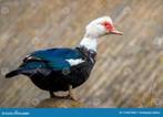 muskes eenden, Dieren en Toebehoren, Vogels | Overige Vogels, Meerdere dieren, Wildzangvogel