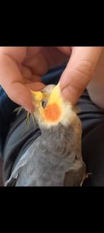 Louie zoekt een nieuw baasje, Dieren en Toebehoren, Vogels | Parkieten en Papegaaien, Mannelijk, Parkiet