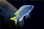 Pseudotropheus Acei Malawi Cichliden, Dieren en Toebehoren, Vis, Zoetwatervis, Schoolvis