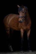 Hele lieve brave allround NRPS d-pony voor het hele gezin, Dieren en Toebehoren, Pony's, Z, Gechipt, Ruin, Springpony