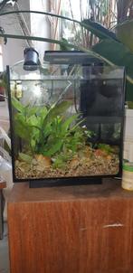 Prachtig aquarium. Njet te groot 36 cm hoog met alles, Dieren en Toebehoren, Vissen | Aquaria en Toebehoren, Ophalen of Verzenden