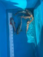 Koi karpers te koop