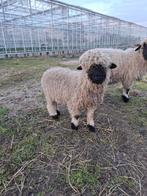 2 mooie Walliser Schwarznase lammeren, Mannelijk, Schaap, 0 tot 2 jaar