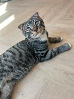 Lieve kitten scottish fold x straight, Dieren en Toebehoren, Katten en Kittens | Overige Katten, Kater