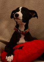 Whippet pups, Dieren en Toebehoren, Whippet, 8 tot 15 weken, Meerdere, Meerdere dieren