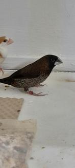 Japansemeeuwtjes tt bloed, Dieren en Toebehoren, Vogels | Overige Vogels, Mannelijk, Tropenvogel