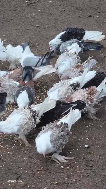 Krulduiven te koop  beschikbaar voor biedingen