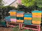 Buckfast bijenvolken te koop, Dieren en Toebehoren, Insecten en Spinnen, Bijen