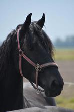 Mooie 4 jarige friese merrie, Dieren en Toebehoren, Paarden, Merrie, Gechipt, 3 tot 6 jaar, 160 tot 165 cm