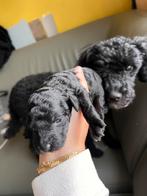 Twee prachtige toy/dwerg poedel reutjes, Dieren en Toebehoren, Honden | Niet-rashonden, Rabiës (hondsdolheid), Reu, 8 tot 15 weken