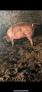 Husumerzeug te koop, Dieren en Toebehoren, Mannelijk, Varken