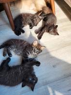 Ragdoll X kittens, Meerdere dieren