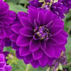 Dahlia le baron knollen, Ophalen of Verzenden, Voorjaar, Volle zon, Knol