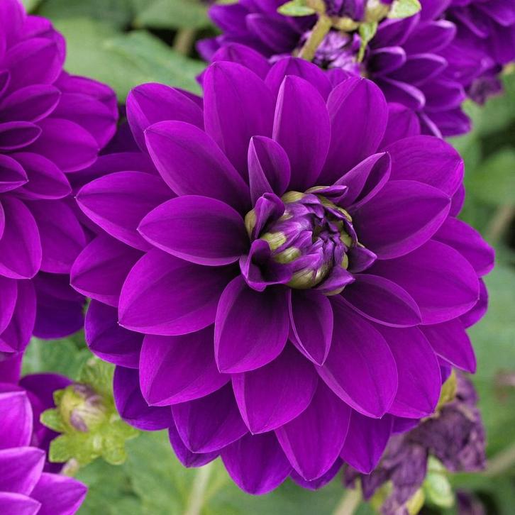 Dahlia le baron knollen, Tuin en Terras, Bloembollen en Zaden, Knol, Voorjaar, Volle zon, Ophalen of Verzenden