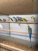 Prachtige halsband mannen, Dieren en Toebehoren, Vogels | Parkieten en Papegaaien, Mannelijk, Parkiet