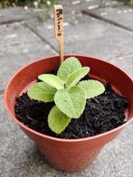 Vaste plant Phlomis, Tuin en Terras, Planten | Tuinplanten, Ophalen, Vaste plant, Overige soorten, Volle zon