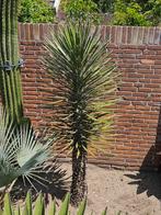 Yucca Filifera 2.2meter hoog., Tuin en Terras, Planten | Tuinplanten, Ophalen, Zomer, Overige soorten, Volle zon