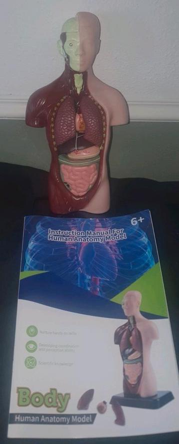  Menselijk Anatomie Model Set  beschikbaar voor biedingen