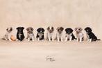 Australian shepherd puppys (alles verkocht  ), Dieren en Toebehoren, Honden | Herdershonden en Veedrijvers, Overige rassen, CDV (hondenziekte)