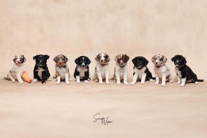 Australian shepherd puppys (alles verkocht  ), Dieren en Toebehoren, Honden | Herdershonden en Veedrijvers, Meerdere dieren, Overige rassen