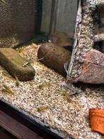 Green stripe coridoras ze zijn er weer, Dieren en Toebehoren, Vissen | Aquariumvissen, Vis, Zoetwatervis, Schoolvis