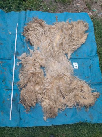 ruwe schapenvacht mergellandwol 2 beschikbaar voor biedingen