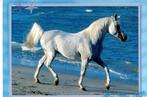 Wit paard draaft langs het strand 67, Verzamelen, Ansichtkaarten | Dieren, Paard, Ongelopen, Ophalen of Verzenden, 1980 tot heden