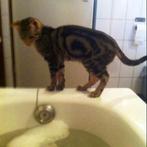 liefdevolle opvang van uw kat, Diensten en Vakmensen, Particuliere oppas