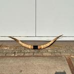 Bullbar Texas Longhorn met leer, Ophalen of Verzenden, Nieuw, Boerderijdier, Gewei of Kop