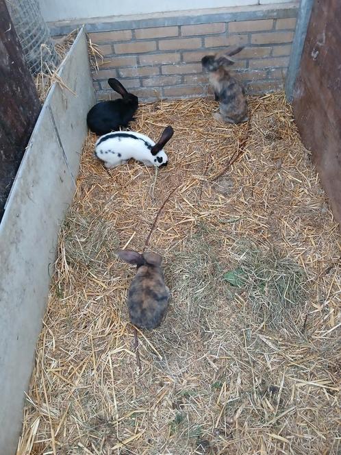 4 jonge groot Lotharinger rammetjes, Dieren en Toebehoren, Konijnen, Groot, Mannelijk, 0 tot 2 jaar