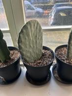 Opuntia (schijfcactus) te koop!, Ophalen, Cactus, Halfschaduw, Minder dan 100 cm