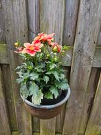 Vintage koeiendrinkbak als plantenbak., Ophalen of Verzenden, Gebruikt, Metaal, Minder dan 60 cm
