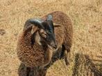 Te koop Drentse heideschapen heideschaap Ram, Dieren en Toebehoren, Mannelijk, Schaap