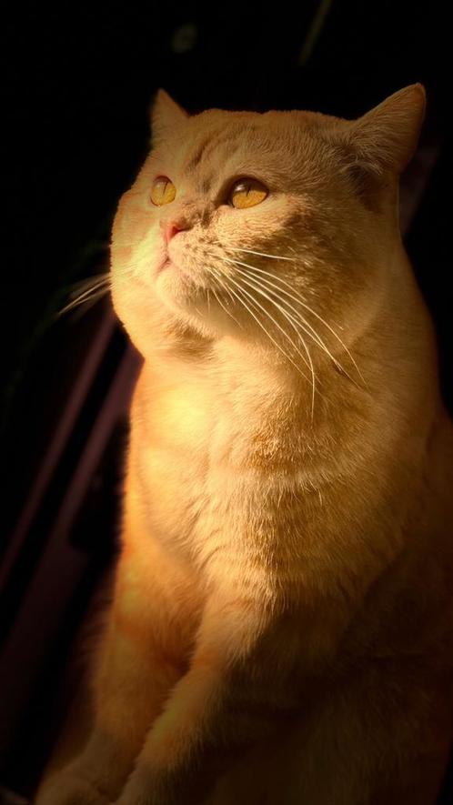 Ervaren crème Blotched Tabby (E22) Britse korthaar dekkater, Dieren en Toebehoren, Katten en Kittens | Dekkaters, 0 tot 2 jaar