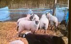 Ooilammeren, Dieren en Toebehoren, Schapen, Geiten en Varkens, Mannelijk, Schaap