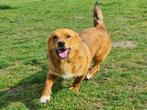 Zapp een lief, klein en vrolijk hondje. Zapp is in Nederland, Dieren en Toebehoren, Honden | Niet-rashonden, Particulier, Rabiës (hondsdolheid)