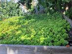 Sedum Pluggen Groendak - Zon/Schaduw, Tuin en Terras, Ophalen of Verzenden, Vaste plant, Bodembedekkers, Volle zon